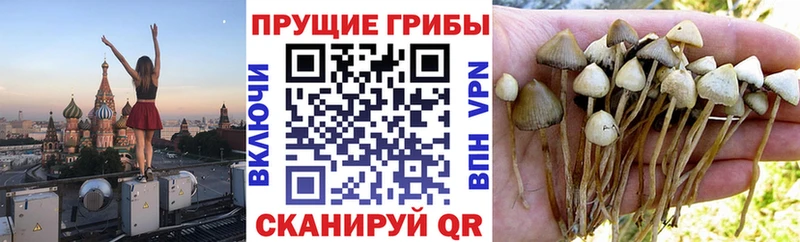 кракен tor  Сковородино  Псилоцибиновые грибы Magic Shrooms 